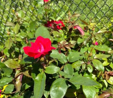 Vaughan House | Secret Garden