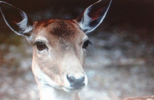 St.-Martin-des-Champs Cottage | Semi-detached cottages for 6 to 14 people. in a private domain, manor house, forest, MORLAIX