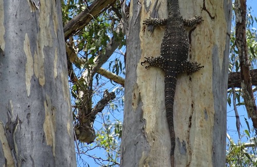 Julatten Cabin | Serenity at Sweetwater - nature's tropical paradise in Far North Queensland