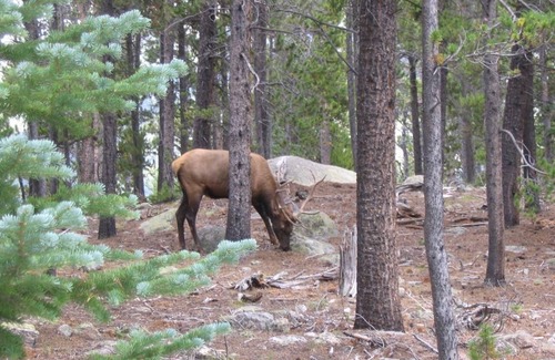 Allenspark Cabin | Shadow of Longs Peak #22-Zone3326