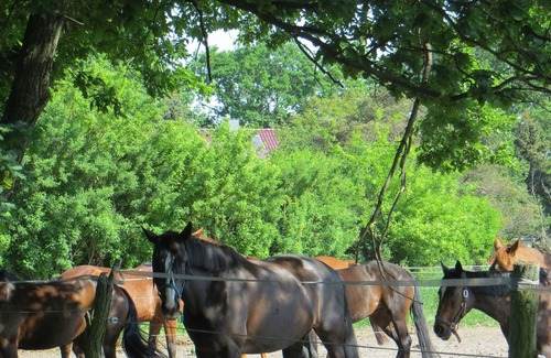 Elsterheide Cottage | Shared room No. 3 for person 3 + 1 - Partwitzer Hof