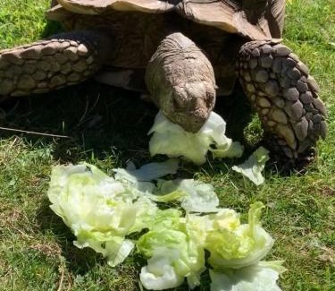 Helford Passage Ski Chalet | Silverspring Hideaways