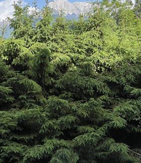 Tarvisio Apartment | Ski & Bike Central Apartment