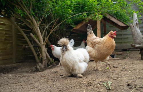 Neustrelitz Apartment | Slow Travel, aber auch gut! Wohnmobil