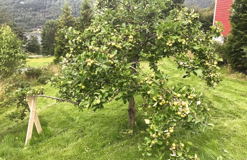 Halsa House | Sports activities in the Norwegian countryside Unique experiences.