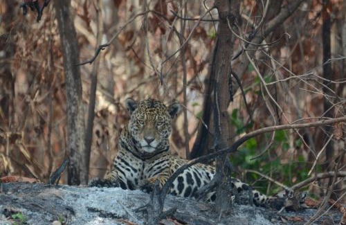 Nhecolandia Apartment | Spot Jaguar Pantanal South Lodgen wild Jaguar Tour