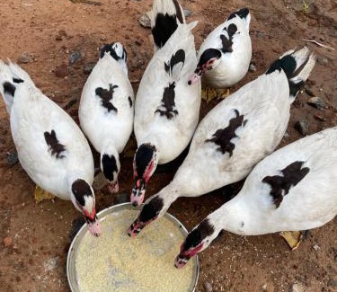Lalgudi House | Srirangam Heritage Farmhouse - Perfect Spot for Parties & Events