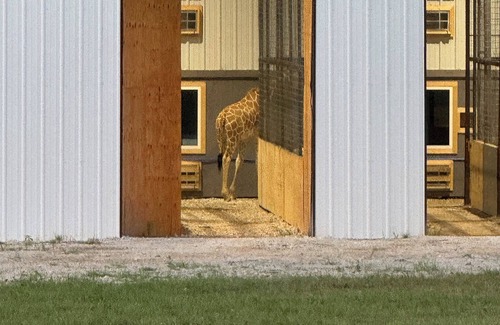 New Boston Apartment | Stay in Luxury-Feed Giraffes from directly from your Suite & enjoy the view. n