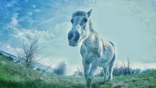 Thiessow House | Strandvilla Thiessow