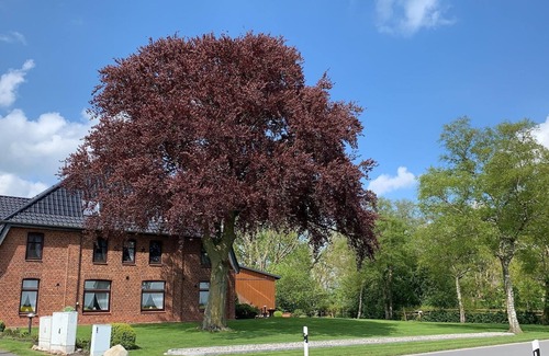 Elskop Apartment | Studio flat garden view
