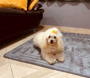 Floresta House | Studio in Joinville, piscina - Pet Friendly