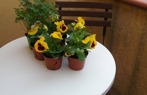 Massa Marittima Apartment | Studio with Balcony in an old town house, in a quiet and sunny