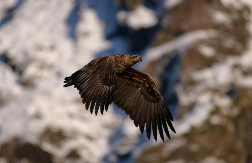 Ballstad Apartment | Superior Mountain View Lofoten