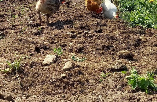 Novaledo Apartment | Surrounded by nature, cozy apartment with private garden and grill area