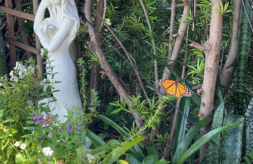 Deerfield Beach House | Swim with Butterflies! Heat Pool, Butterfly Garden, Screened Patio, Native Birds