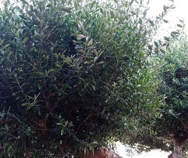 Balma Apartment | T3 L'Olivier & Jardin 1 à 4 Pers à Villa Terra