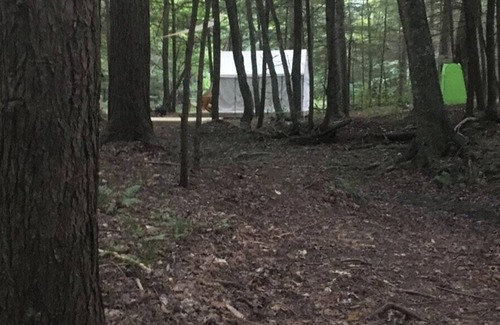 Spencer RV Rental | Tentrr Signature Site - Forest Fairy Tale By The Creek