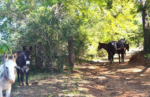 Montalba RV Rental | Tentrr Signature Site - Whispering Oaks Rock Garden