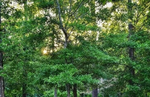 Mandeville RV Rental | Tentrr State Park Site - Louisiana Fontainebleau State Park - Pond View E - Sing