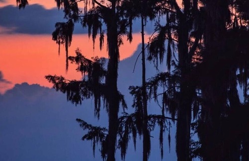 Mandeville RV Rental | Tentrr State Park Site - Louisiana Fontainebleau State Park - Pond View D - Sing