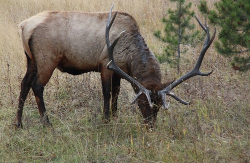Ashton Cabin | Teton View Lodge