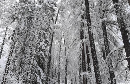 Cadipietra Apartment | Texas Longhorn Ranch Neumannhof