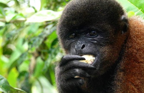 Leticia House | The beautiful Heliconias Natures Reserves