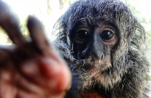 Leticia House | The beautiful Heliconias Natures Reserves