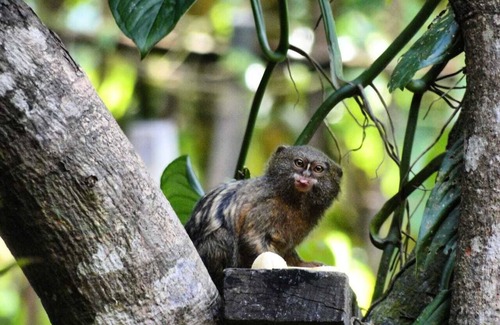Leticia House | The beautiful Heliconias Natures Reserves