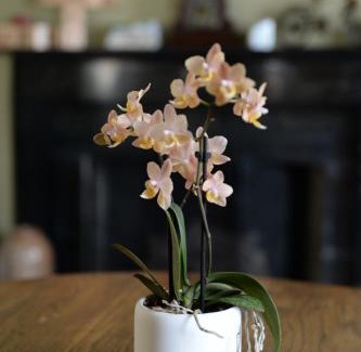 Canandaigua Bed & Breakfast | The Bed and Breakfast at Oliver Phelps