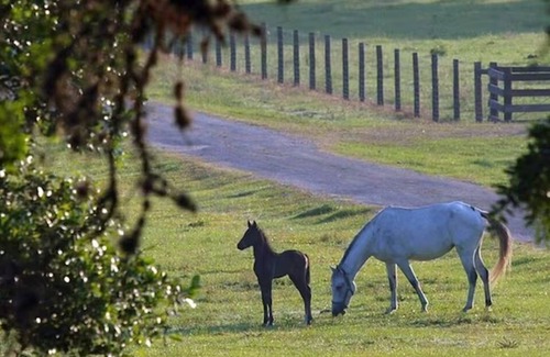 Cat Spring House | The Enchanting Lehmann House on our Cowboy Ranch B&B with optional activities!