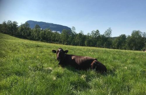 Vang House | The Olav-house from 1840, at farm Ellingbø