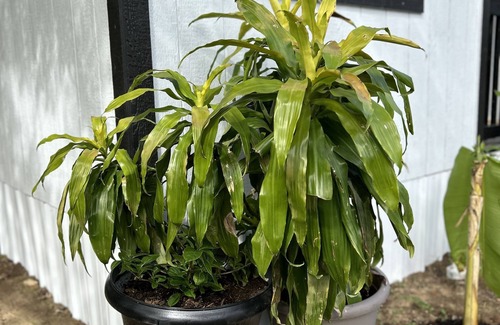 Broken Bow Cottage | The perfect little getaway-Cozy Studio