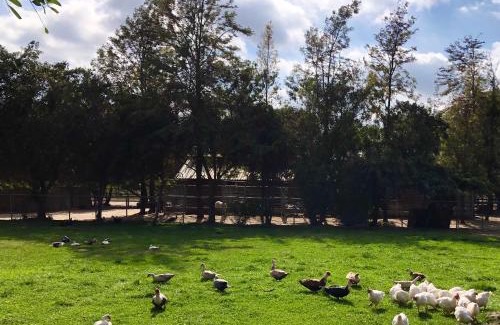 Temecula House | The Pony Experience; Glamping with Private Petting Zoo