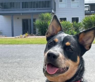 Goolwa Beach House | The Sandpiper- Pet and Family Friendly