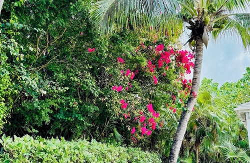 The Bight Cottage | The Seagate-Coconut Cabana.Walking distance to The Best snorkeling on Grace Bay