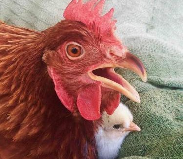 Eungella Ski Chalet | Tiny House Farmstay Mount Warning