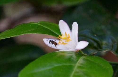 Floresta House | Tiny house florestinha