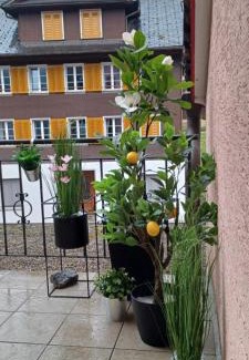 Lungern Apartment | Tiny Timeout