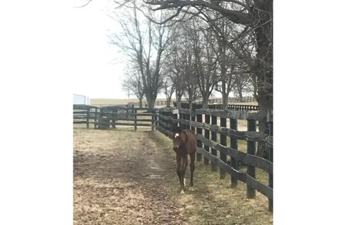 Lexington House | Tranquil house on horse farm with all amenities.