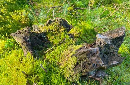 Hinzert-Polert Other | Traumhaftes Glamping-Zelt in unberührter Natur