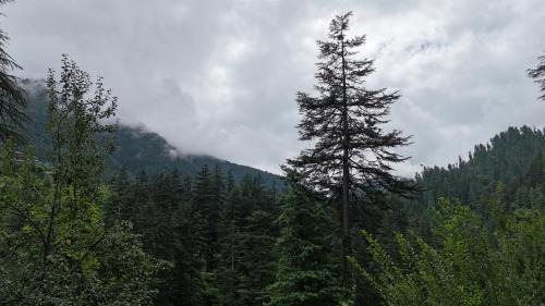 Banjar Ski Chalet | TreeHouse by The Woodpecker Inn Jibhi