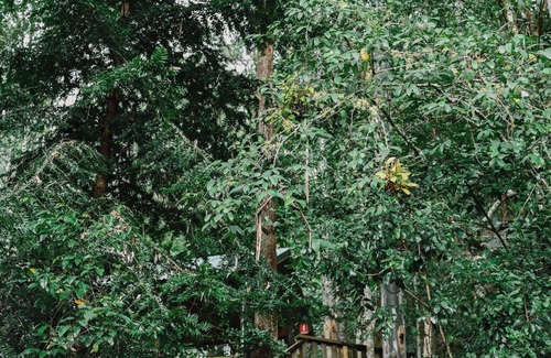 Salisbury Cabin | Treetops - Your Rainforest RetreatnnSurround yourself with nature.