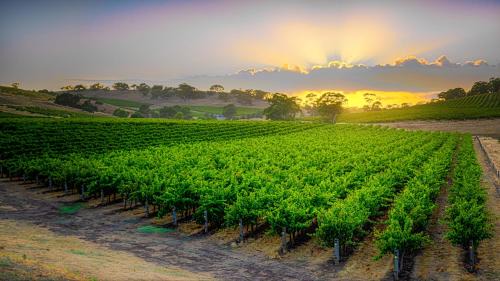 Seppeltsfield House | Triple Creek Guest House - Barossa Region