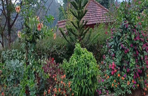 Kaimane House | TripThrill Jungle Side Homestay