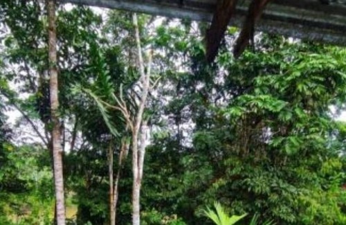 Misahualli Other | Turismo Comunitario Mirador Kallari