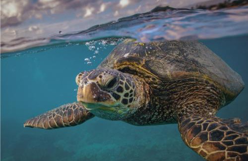 Mon Repos Cabin | Turtle Sands