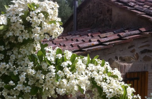 Scansano Cottage | TUSCANY SCANSANO MAREMMA STONE HOUSE BETWEEN SIENA, TALAMONE AND ARGENTARI0