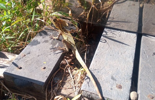 Bratsi House | Typical Costa Rican house between forests, waterfalls and Indigenous area! ☀