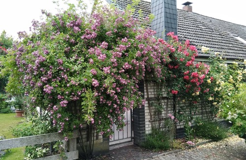 Wangerland Apartment | Vacation apartment 1, 35 sqm, 1 bedroom, living/bedroom, covered terrace, max. 3 persons